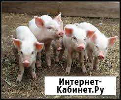 Продам поросят Карталы - изображение 1
