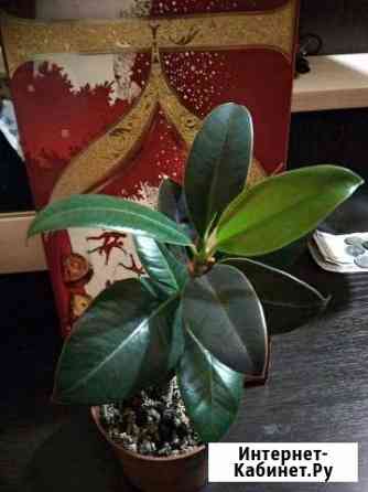 Фикус Пермь