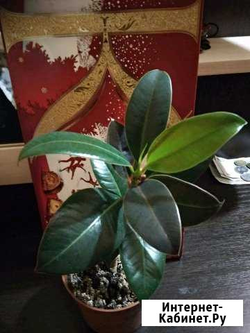 Фикус Пермь - изображение 1