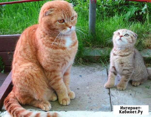 Вислоухие котята Ижевск - изображение 1