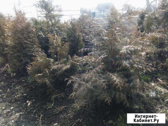 Туя Нальчик - изображение 1