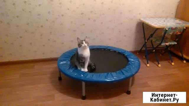 Молодая кошечка Рощино - изображение 1