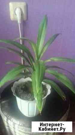 Пальма юкка Новосибирск