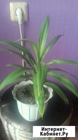 Пальма юкка Новосибирск - изображение 1