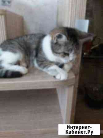 Котята Набережные Челны