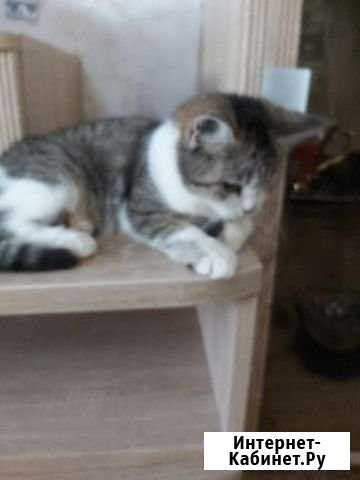 Котята Набережные Челны - изображение 1