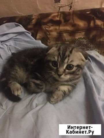 Шотландский котенок Ишим - изображение 1