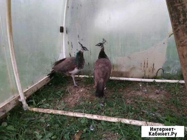 Павлинята индийские от 1 мес Красногорск - изображение 1