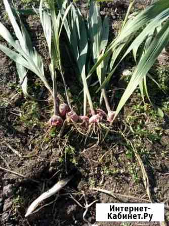 Гладиолусы луковицы Хабаровск