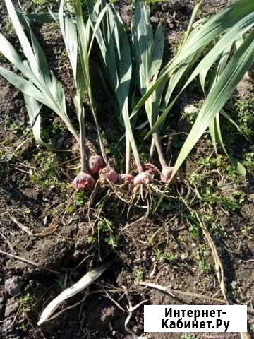 Гладиолусы луковицы Хабаровск - изображение 1