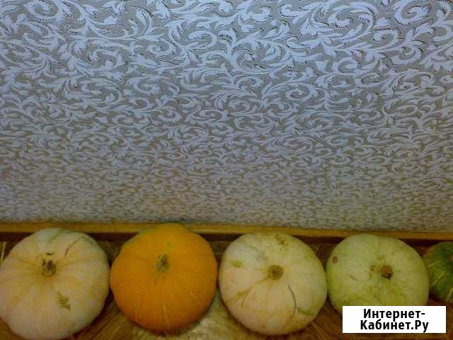 Тыквы с дачи Череповец - изображение 1