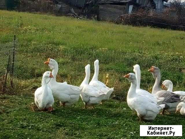 Гуси холмагоры Балабаново - изображение 1