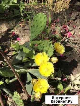 Опунция кактус Краснодар