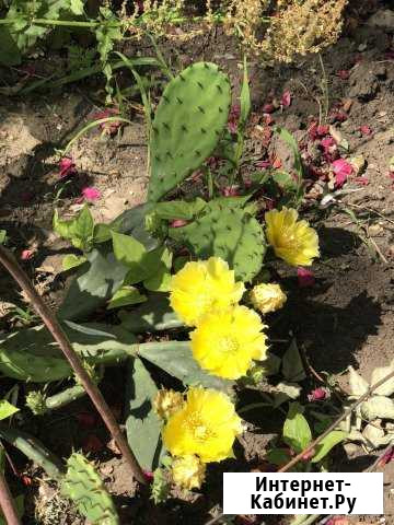 Опунция кактус Краснодар - изображение 1