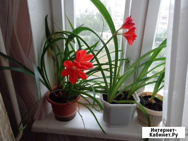 Комнатные цветы Омск - изображение 1