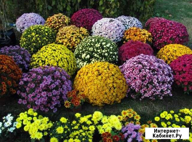 Хризантемы Речицы - изображение 1