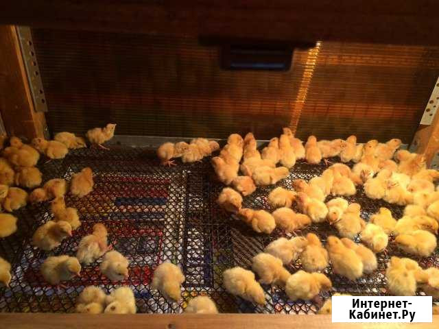 Перепелята бройлерные. Инкубационное Яйцо Астрахань - изображение 1