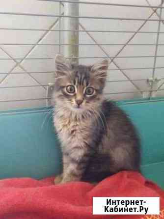 Отдам котенка Севастополь