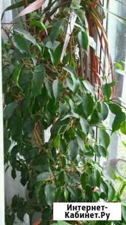 Фикус Курган