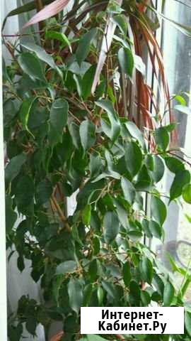 Фикус Курган - изображение 1