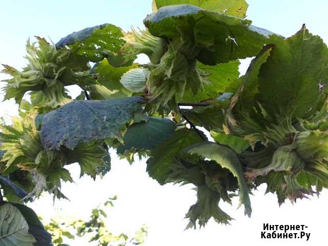 Саженцы Фундук Трапезунд и др Симферополь - изображение 1