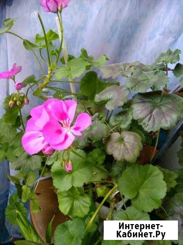 Герань Пермь - изображение 1