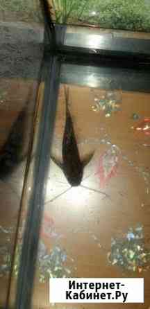 Анциструс Нижний Новгород