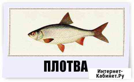 Живец плотва, карась С 5 утра ежедневно опт/ розн Мурино
