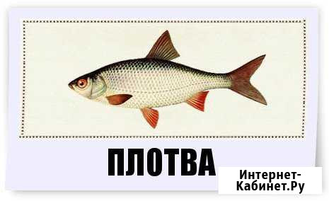 Живец плотва, карась С 5 утра ежедневно опт/ розн Мурино - изображение 1
