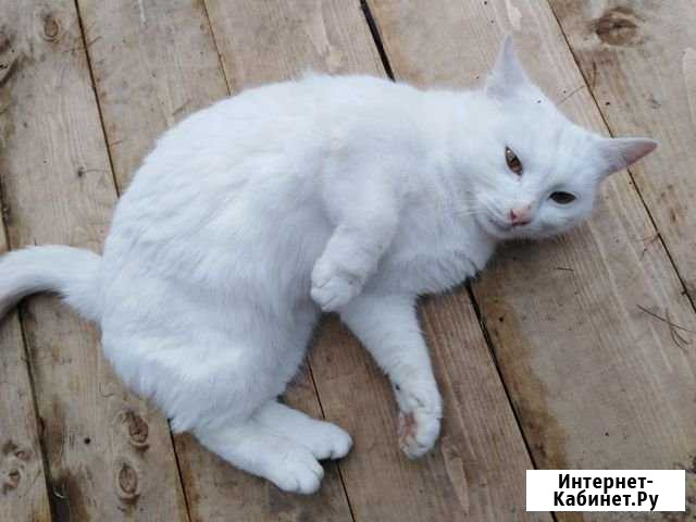 Молодой белый котишка Омутнинск - изображение 1