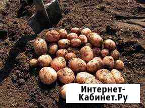 Картофель Кузнецк