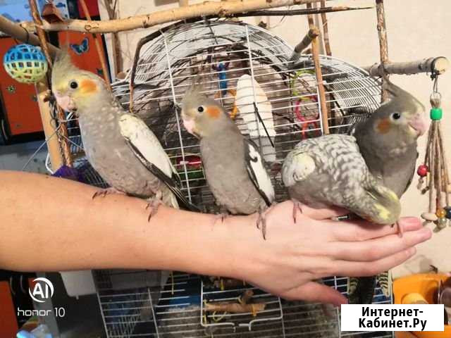 Птенцы кореллы ручные из гнезда от говорящего папы Новосибирск - изображение 1