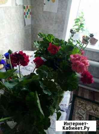 Герань отростки распродажа за 7 шт Ульяновск