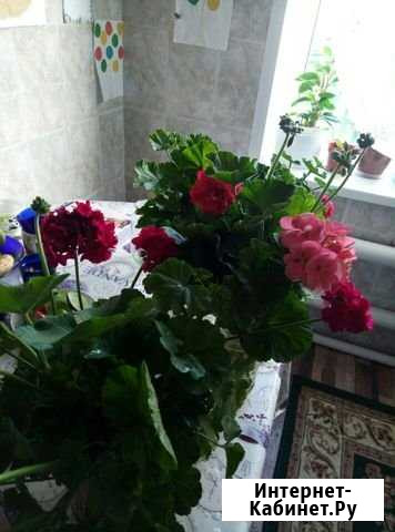 Герань отростки распродажа за 7 шт Ульяновск - изображение 1