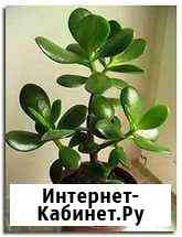 Денежное дерево Нижневартовск