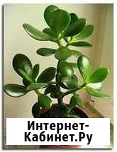 Денежное дерево Нижневартовск - изображение 1