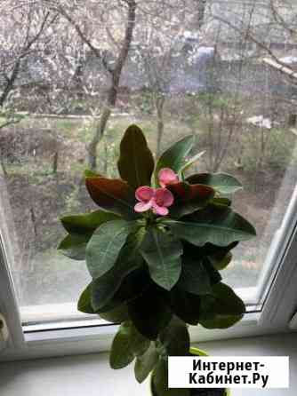 Молочай миля Краснодар