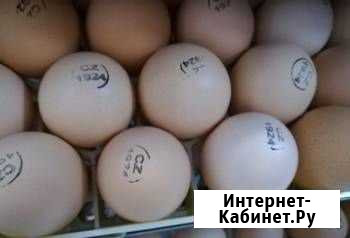 Яйцо инкубационное из Европы бройлер,индюк Сызрань - изображение 1