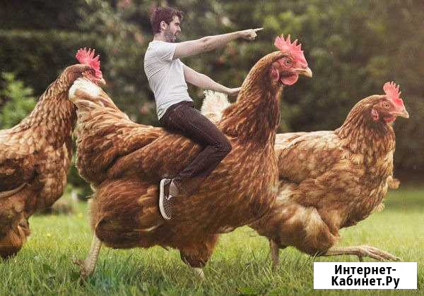 Куриный помёт Кондопога - изображение 1