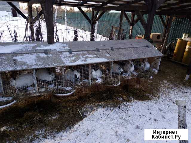 Кролики калифорнийские. Выводок октябрь 2018 Коломна - изображение 1