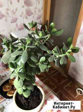 Толстянка денежное дерево Краснодар