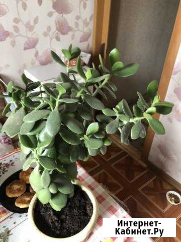 Толстянка денежное дерево Краснодар - изображение 1