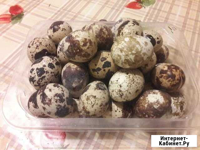Яйца перепелиные, куриные, тушки перепелов Выльгорт - изображение 1