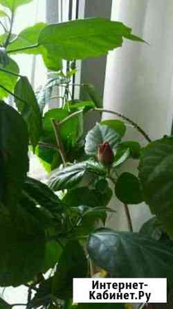 Гибискус Курган