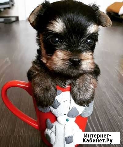 Йоршкиры Белгород - изображение 1