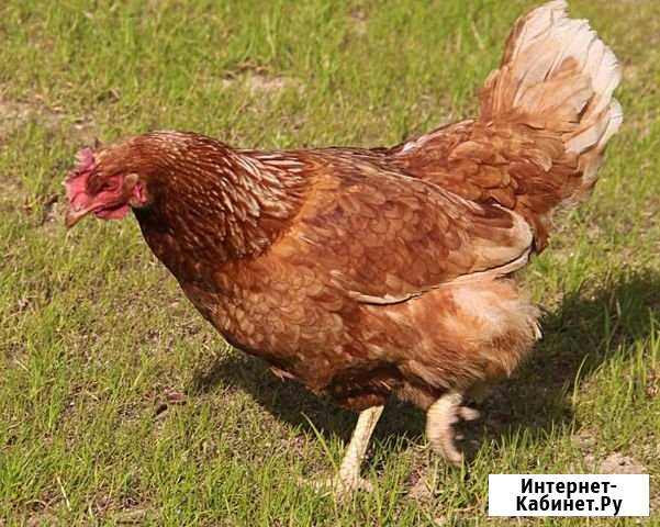 Куры-молодки:белые,красные, доминант Зарайск - изображение 1