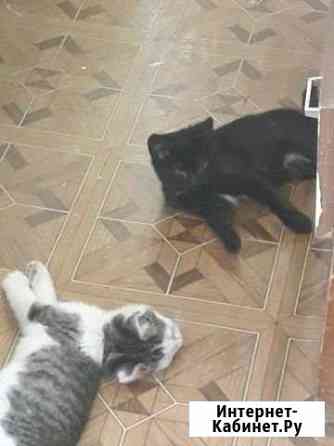 Котята в добрые руки Ковров