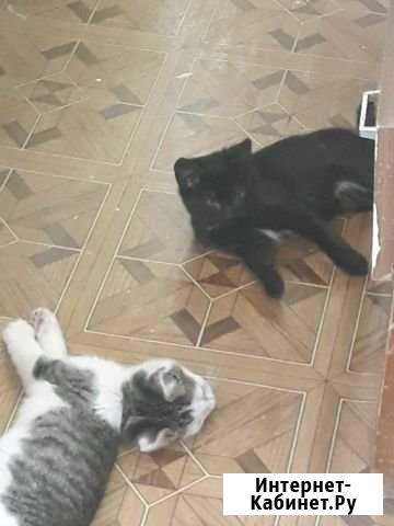 Котята в добрые руки Ковров - изображение 1