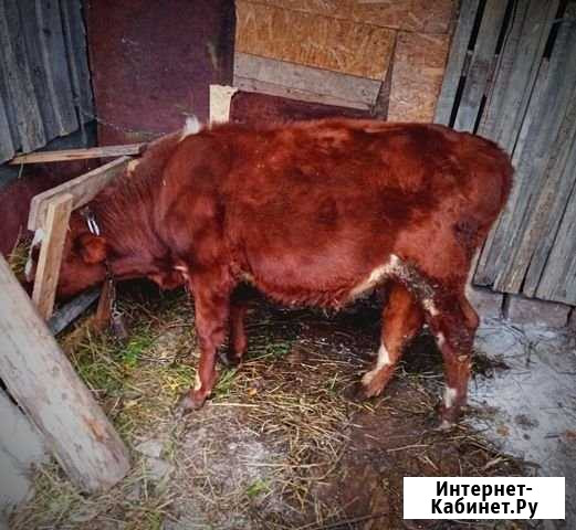 Бык 6 месяцев Уфа - изображение 1