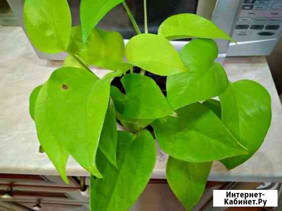 Сцендаптус Омск